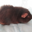 Goldy Greys,�okol�dov� tan, nar 26.6.2015