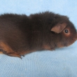 Gina Cavia Carnea, �okol�dov� tan, nar 31.5.2014
