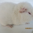 Geronimo Greys,nar 11.5.2013,barva b�l� �ervenook�