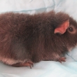 Pepinka Barfleur, �okol�dov� fox, nar 11.6.2015