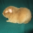 Niel Greys,b�ov�,registrovan�