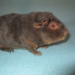 Barnab� Greys, �okol�dov� tan,nar.15.1.2013