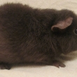Wasabi Cavia Carnea,�okol�dov� magpie, nar 21.6.2013