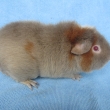 Chiguita Greys, nar 30.4.2014, lila s b�lou a zlatou